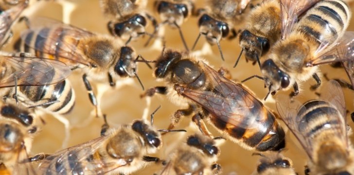 Forever Bičių pienelis