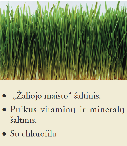 Forever Žalumynų laukai